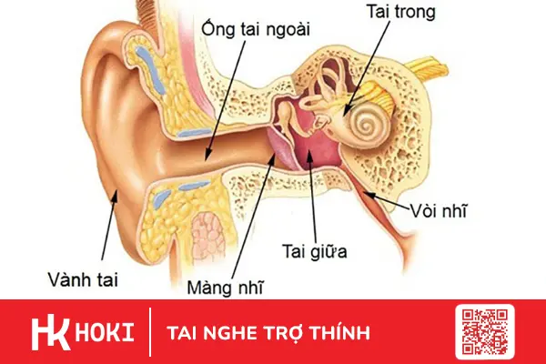 tro-thu-dac-luc-cho-thinh-giac-cua-con-nguoi-1